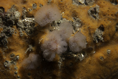Morchellium argus