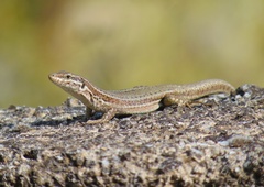 Erhard's Wall Lizard photo 3