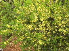 Acacia littorea