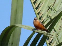 Sporophila hypoxantha