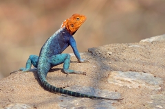 Agama kirkii