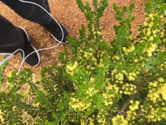 Acacia littorea