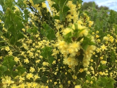 Acacia littorea