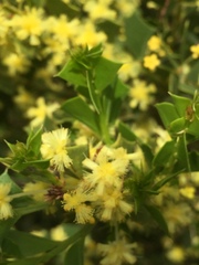 Acacia littorea