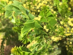 Acacia littorea
