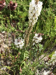 Dischisma ciliatum erinoides