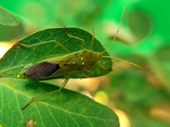 Discogastrini