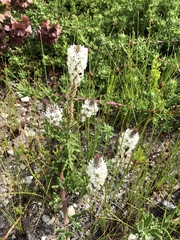 Dischisma ciliatum erinoides