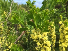 Acacia littorea