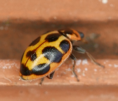 Naemia seriata