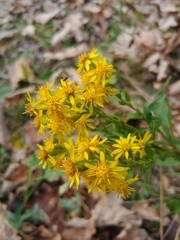 Solidago virgaurea