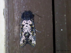 Xanthopastis timais