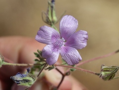 Eremalche parryi kernensis