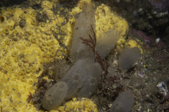 Ascidiella aspersa