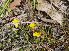 Hibbertia exutiacies
