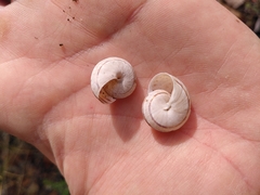 Pseudotachea splendida