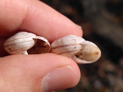 Pseudotachea splendida