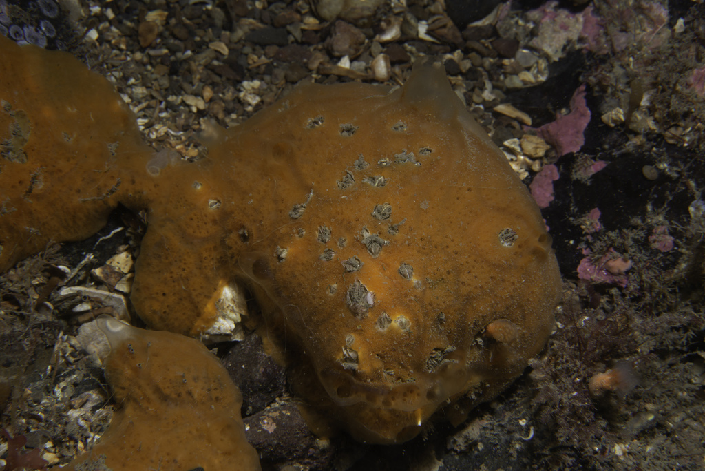 Mycale subclavata