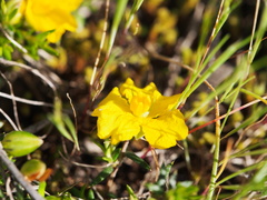 Hibbertia exutiacies