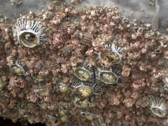 Cryptolepas rhachianecti