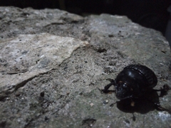 Dichotomius carolinus