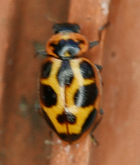 Naemia seriata