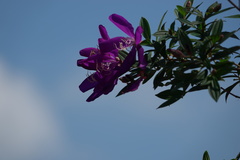 Pleroma semidecandrum