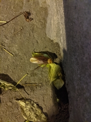 Periplaneta americana