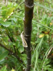 Catoptria combinella