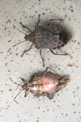 Halyomorpha halys