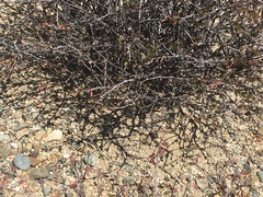 Euphorbia magdalenae