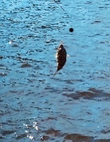 Sphoeroides testudineus