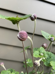 Eriocapitella × hybrida