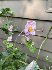 Eriocapitella × hybrida