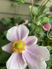 Eriocapitella × hybrida