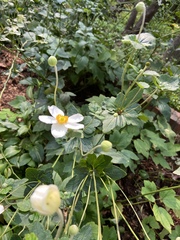 Eriocapitella × hybrida