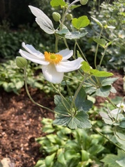 Eriocapitella × hybrida