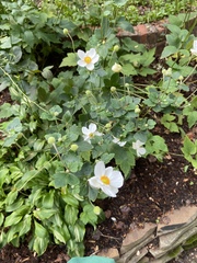 Eriocapitella × hybrida