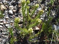 Thesium capitatum