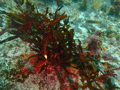 Anthophycus longifolius