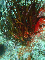 Anthophycus longifolius