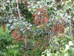 Metopium brownei