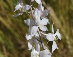 Delphinium gypsophilum