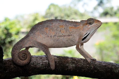 Montane side-striped chameleon