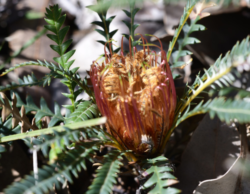 Banksia dallanneyi A.R.Mast & K.R.Thiele