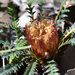 Banksia dallanneyi - Photo (c) chrisclarke25, algunos derechos reservados (CC BY-NC)