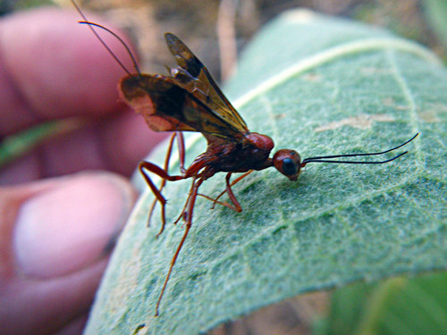 iNaturalist observation photo of Pristaulacus foxleei