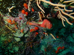 Lugubrilaria lugubris