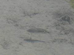 Herichthys minckleyi