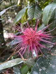 Syzygium wilsonii